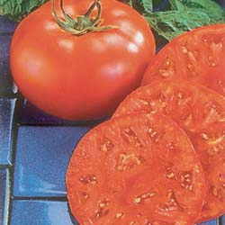 tomate supersteak hyb f1